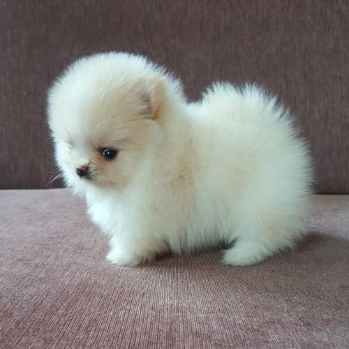 Pomeranian rasa pura.