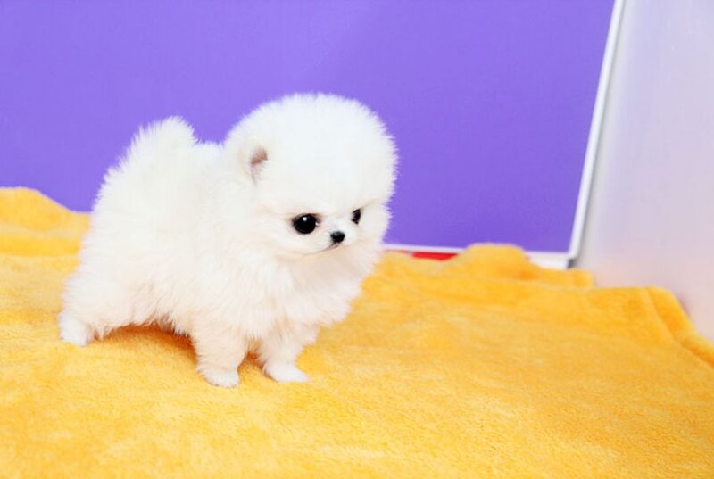 Pomeranian boo mascul/femela