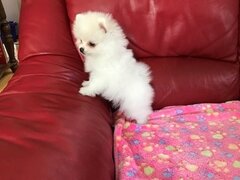 Pomeranian boo mascul/femela