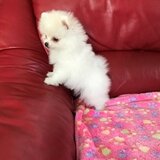 Pomeranian rasa pura